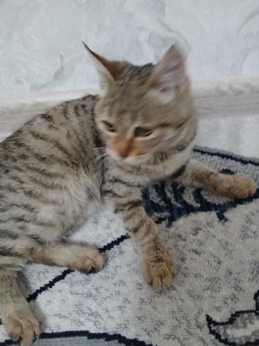 Mushukcha hadya qilinadi mushuksevar insonlarga