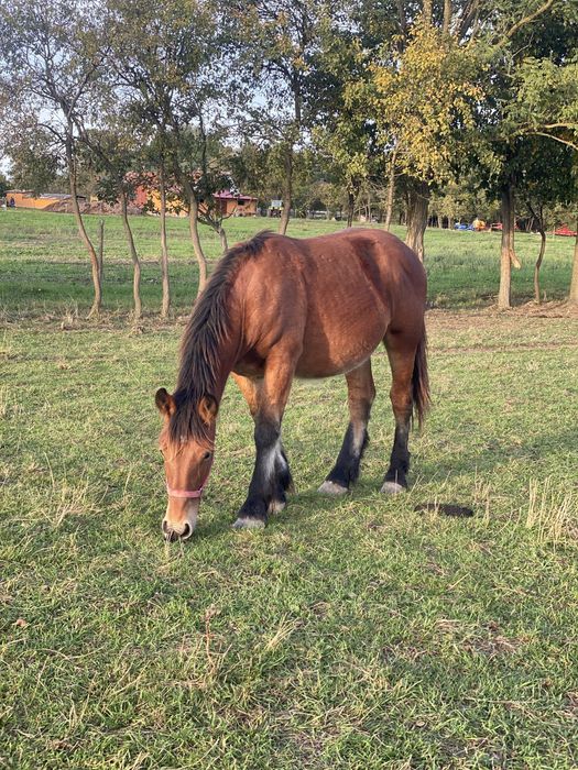 Vand manz de 1 an jumate