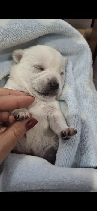 Подарявам малко кученце!
