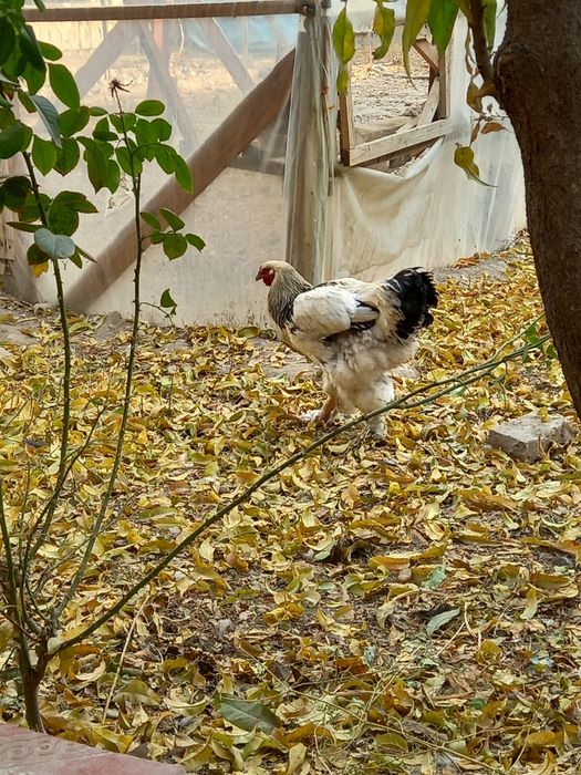 Брама ва куланги товуклар