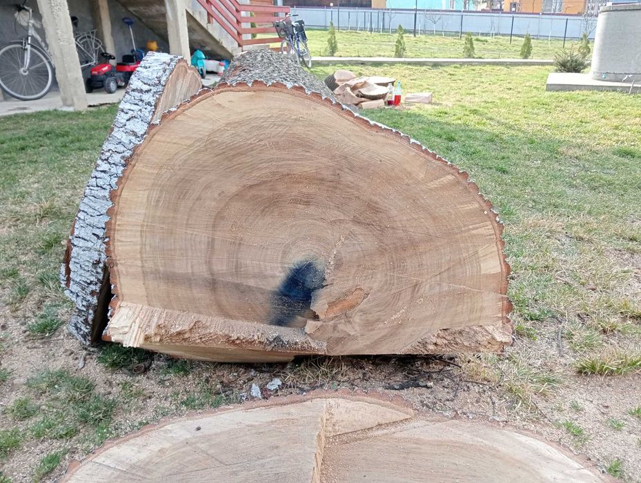 Vând stejar lungime de 6 metri