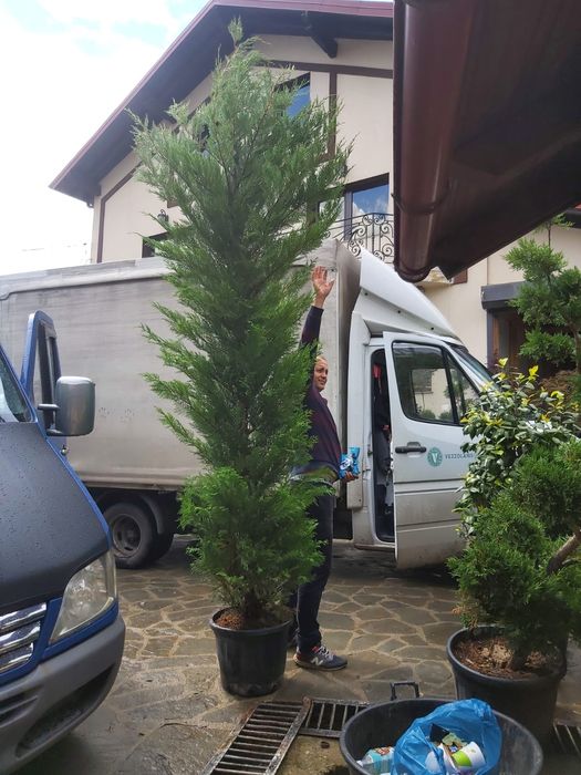 Pentru o gradina de vis nu ezitați sa ne contactați