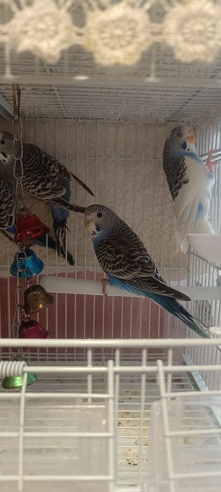 Perusi tineri 50 lei