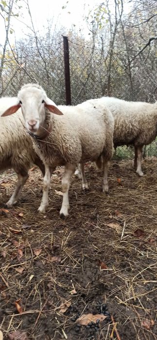 женско яре, мъжко шиле, Неми патици(женски)