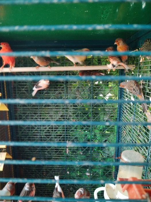 Vînd canari de culoare masculi și femele