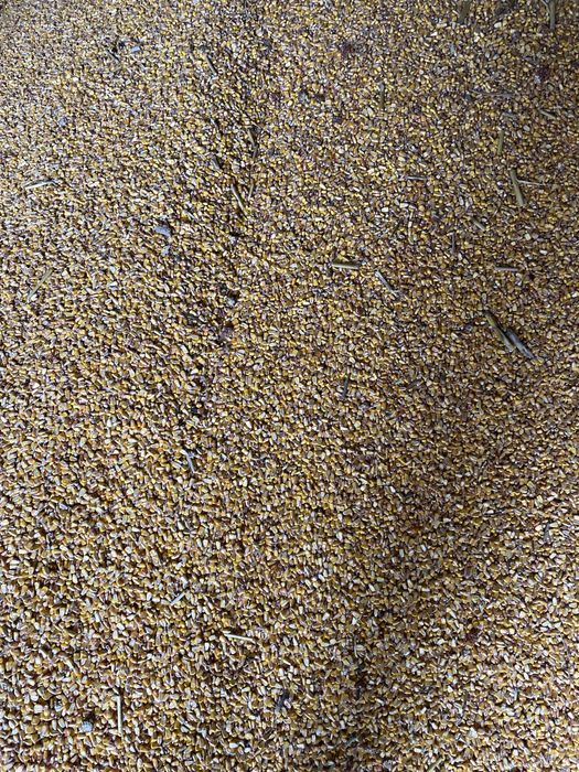 Porumb productie 2025