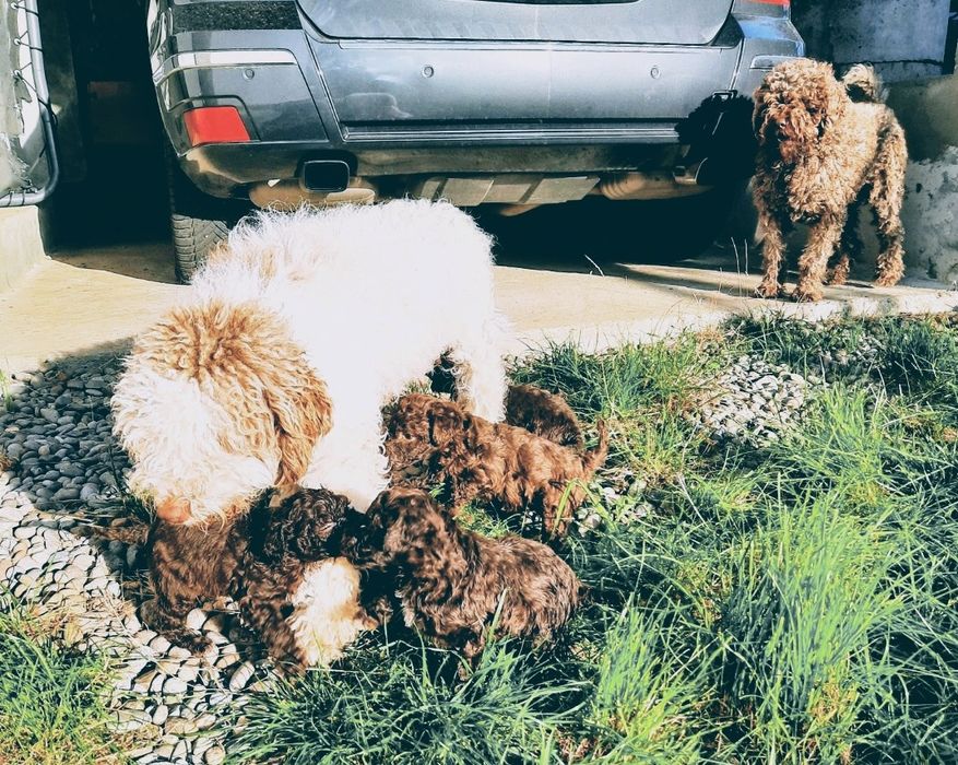 Lagotto Romagnolo