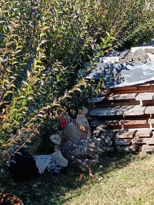 Vând cocoși diferite rase.