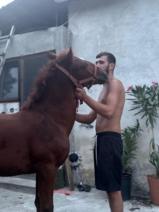 Vand carlana foarte blanda si fara defecte varsta 6 luni