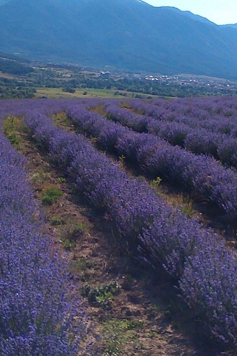 БИО Лавандулово масло