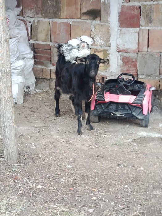 Продавам коза на първо яре