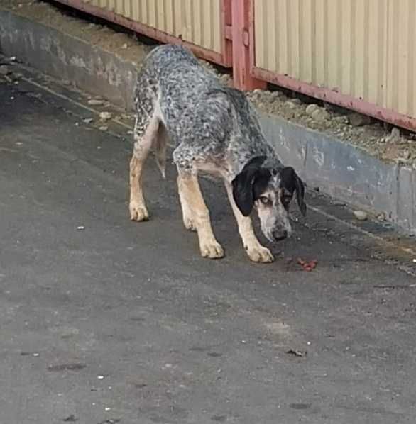 Срочно! Найдена собака. Окрас черно-белый.