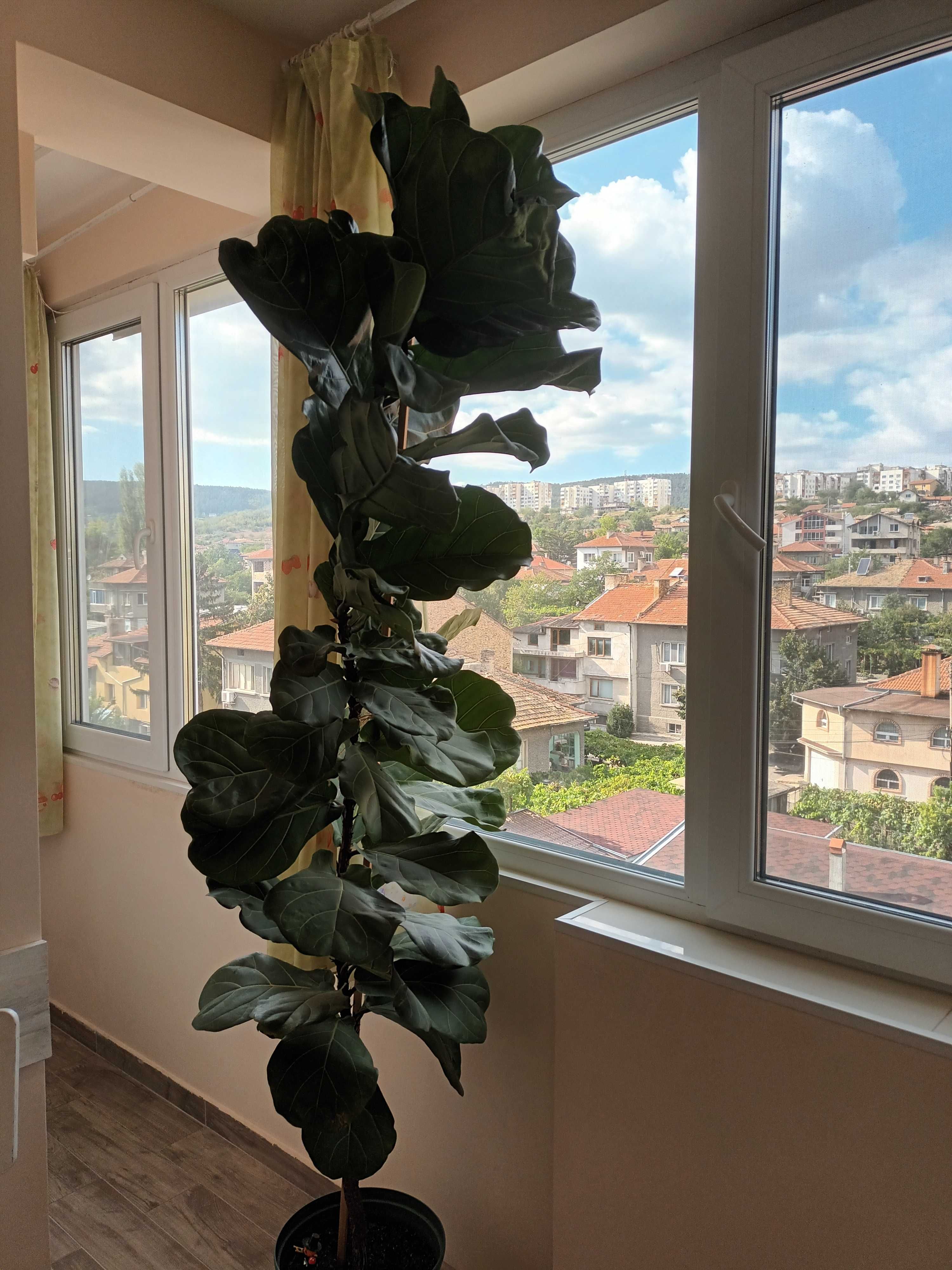 Продавам фикус лира, височина 180 см