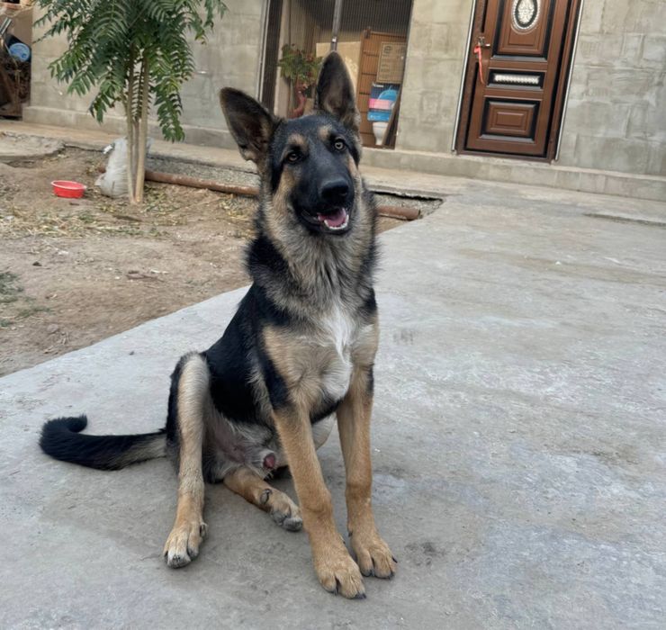 Немецкая овчарка сатылады