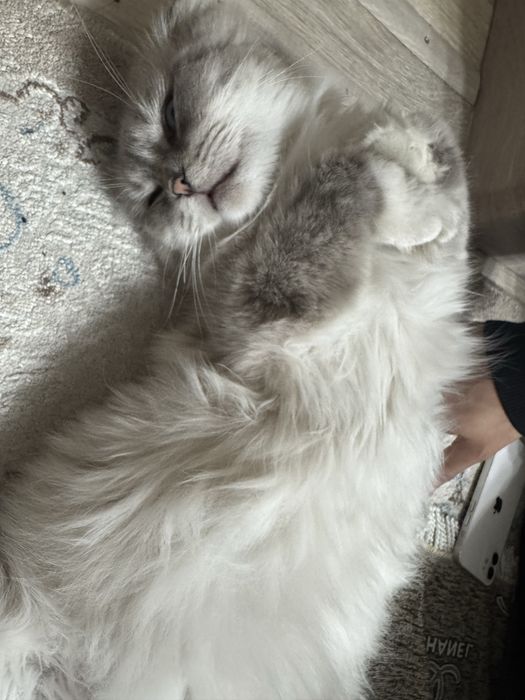 Шотланд тұқымды мысық (Кузя) кошка