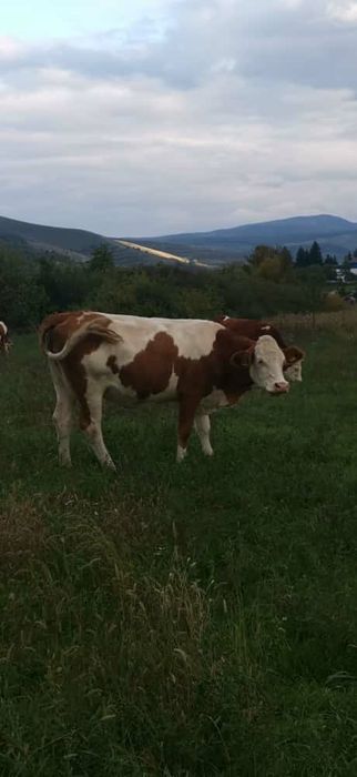 vand vaca baltata fatata de 2 ori