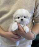 Bichon maltez mini toy rasă pură