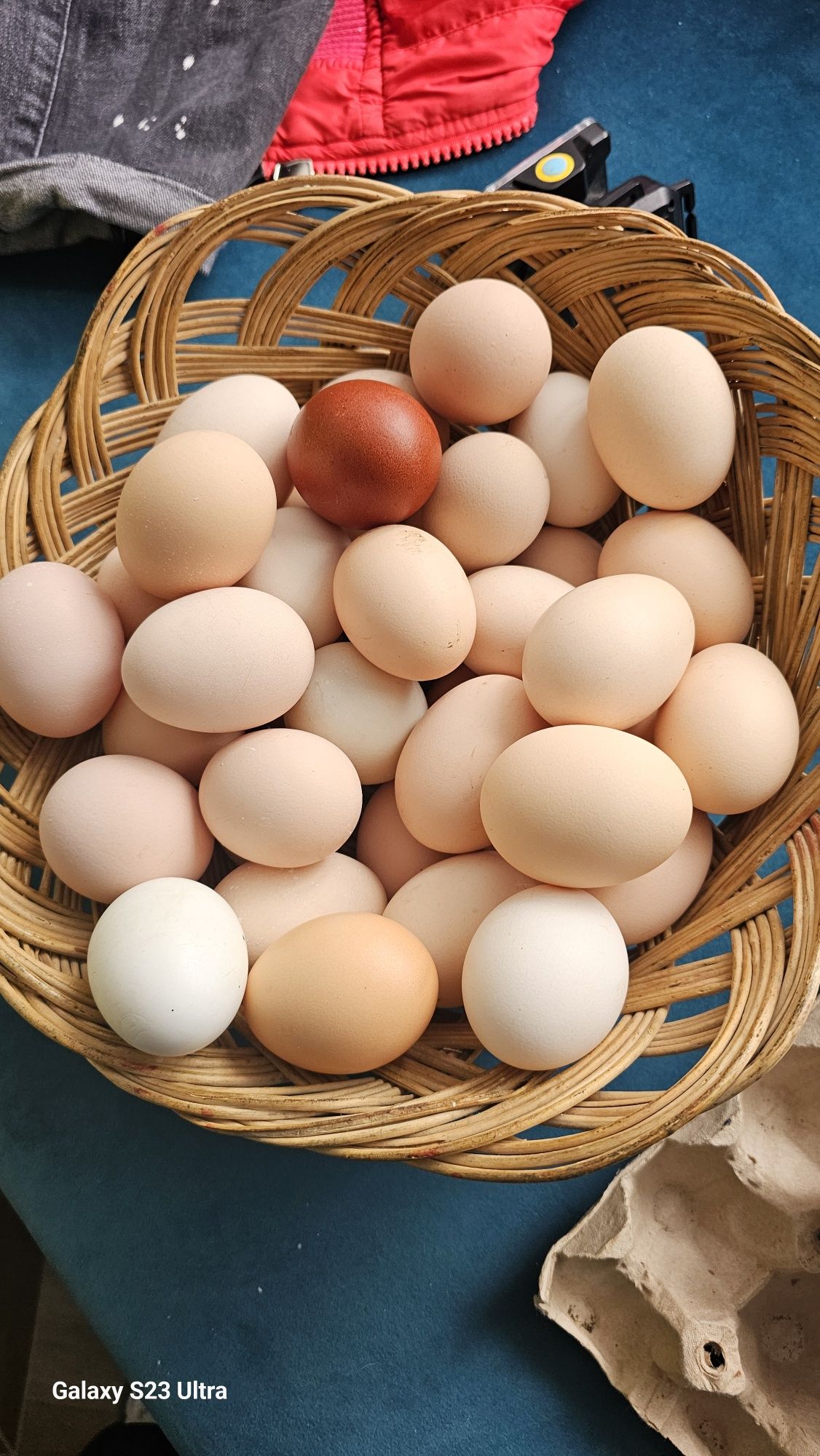 Ouă pentru eclozare diferite rase