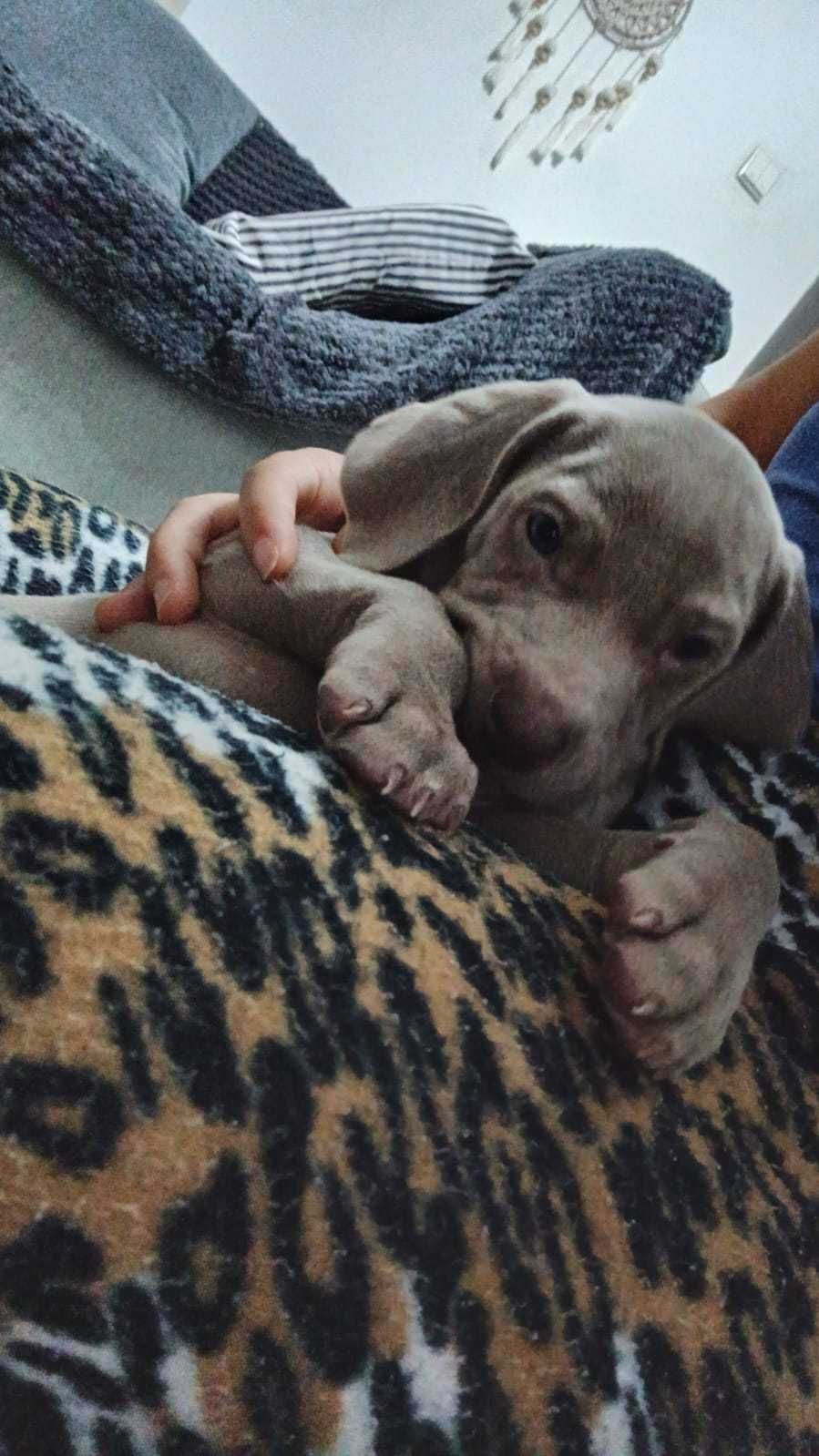 Pui rasa Weimaraner - Brac de Weimar