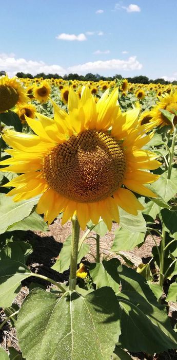 Продава земеделска земя - 39 дка - с. ДИБИЧ, общ. Шумен