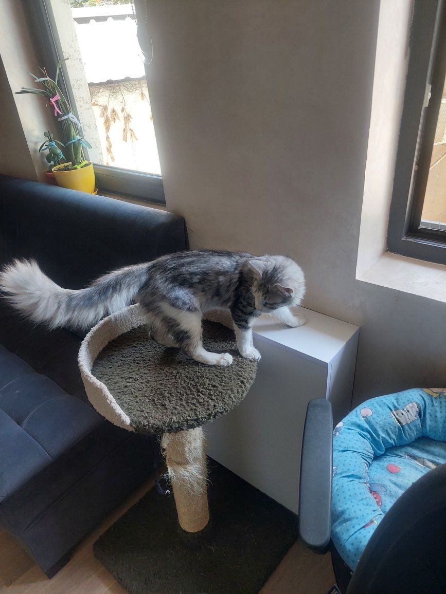 Котёнок мальчик пушистый Ташкент