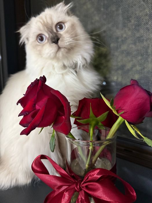 Skotish fold o’g’il bola 7 oylik