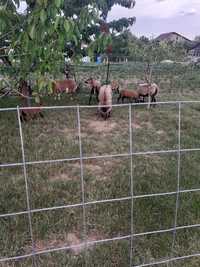 Vând oi de camerun