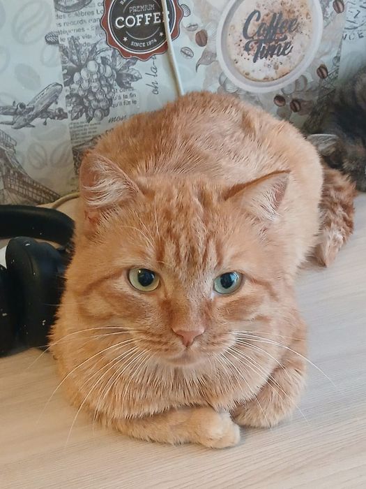 Рыжий кот-счастье в дом!
