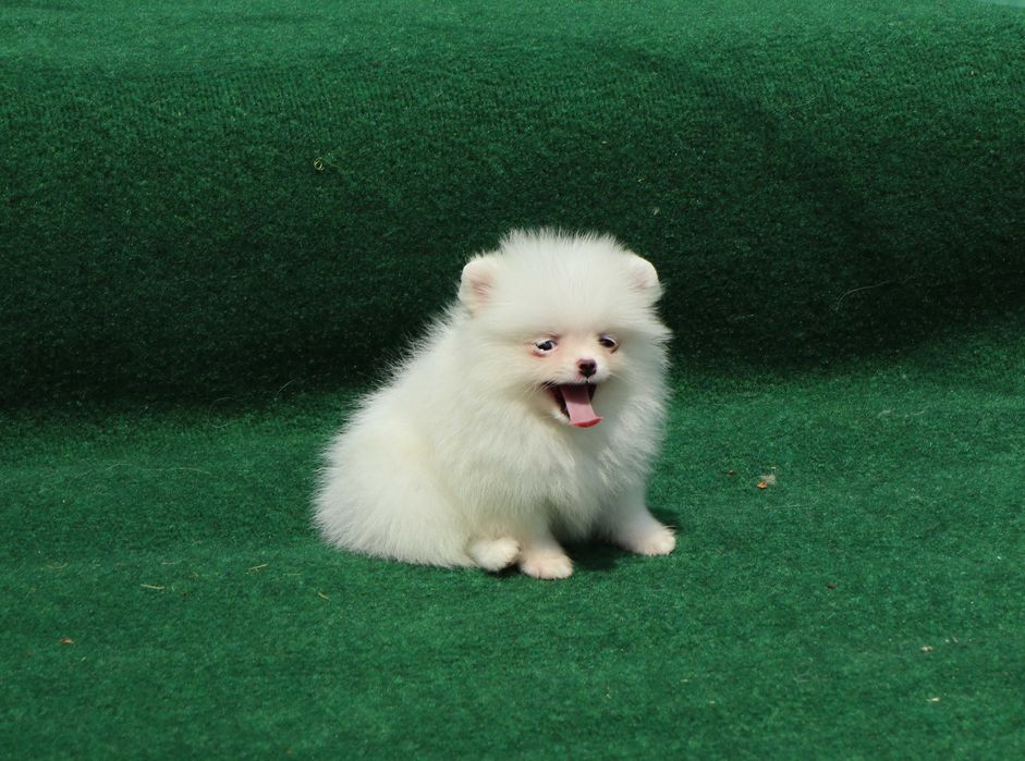 Pomeranian alb cu pedigree FCI