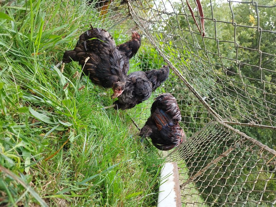 Araucana potârnichiu sălbatic