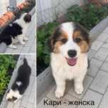 Полу-Австралийски овчарки