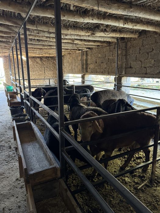 Қурбонликга Қўчқор Qochqor сотилади qoy qurbonlik