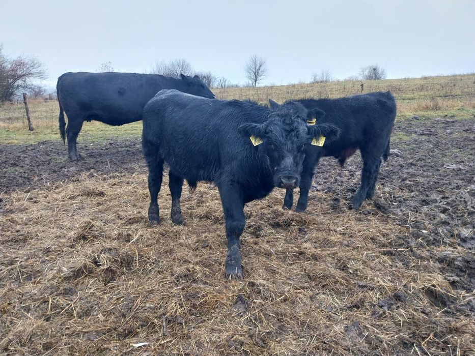 Vand 2 taurasi angus