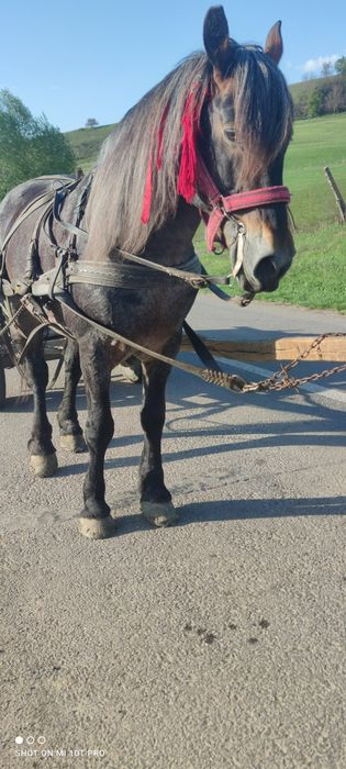 Vând armăsar sută la sută de ham  se probează. La fața locului