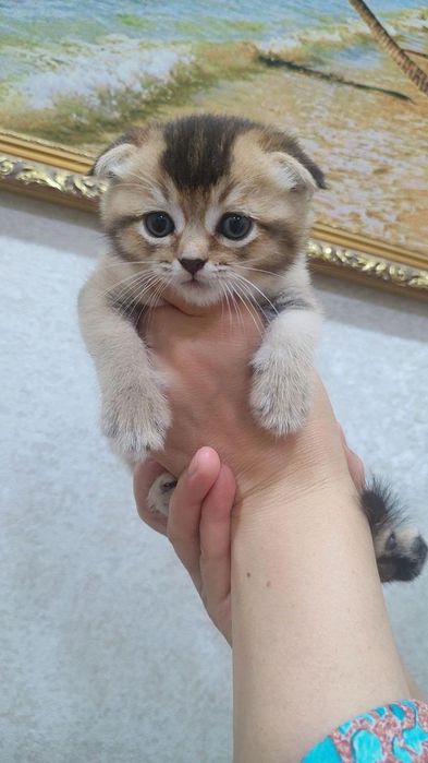 Scottish fold winwilla