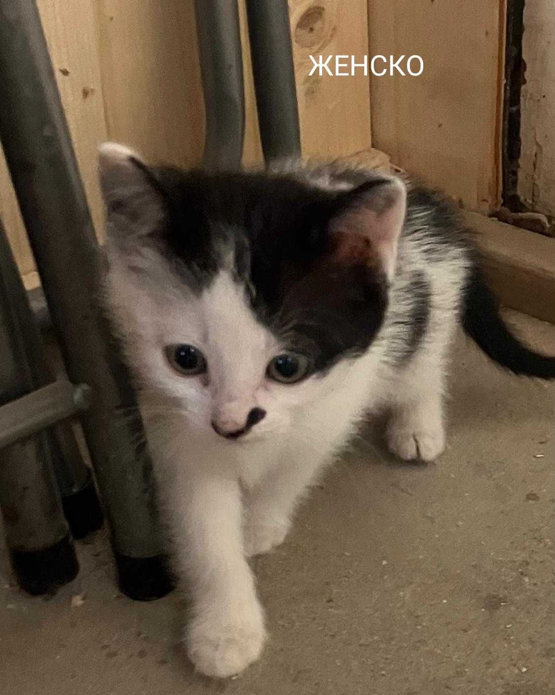 Подарявам котенца