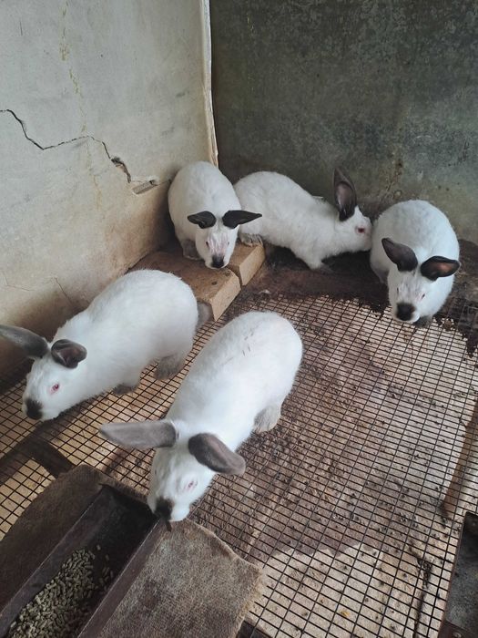 Зайци калифорнийски