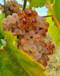 Struguri premium pentru vin- soiuri românești tradiționale