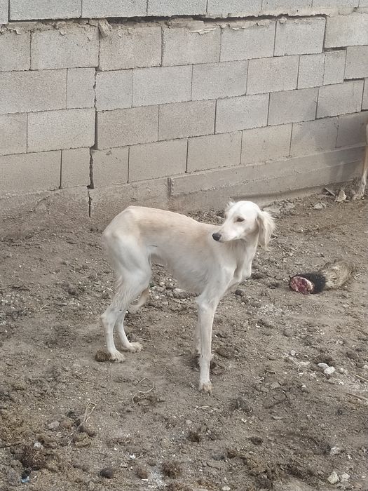 Продам тазы топ.