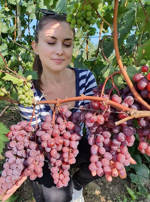 Vita de vie anul 3 struguri mari de masa