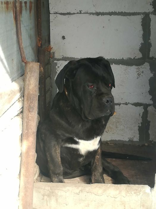 Продавам бибета Кане Корсо.