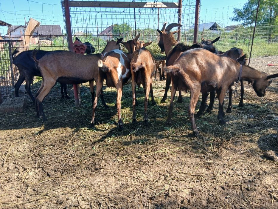 Capre Alpine Franceze & metis