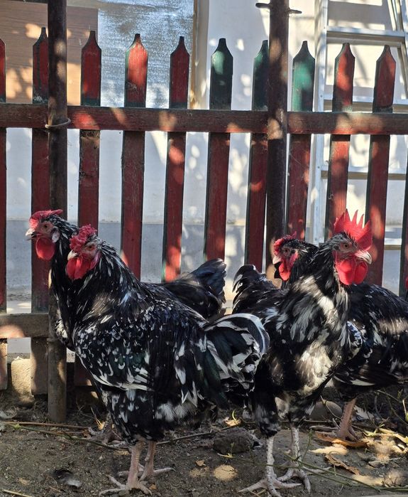 Молодые петухи породы Австралорп, 4 месяца