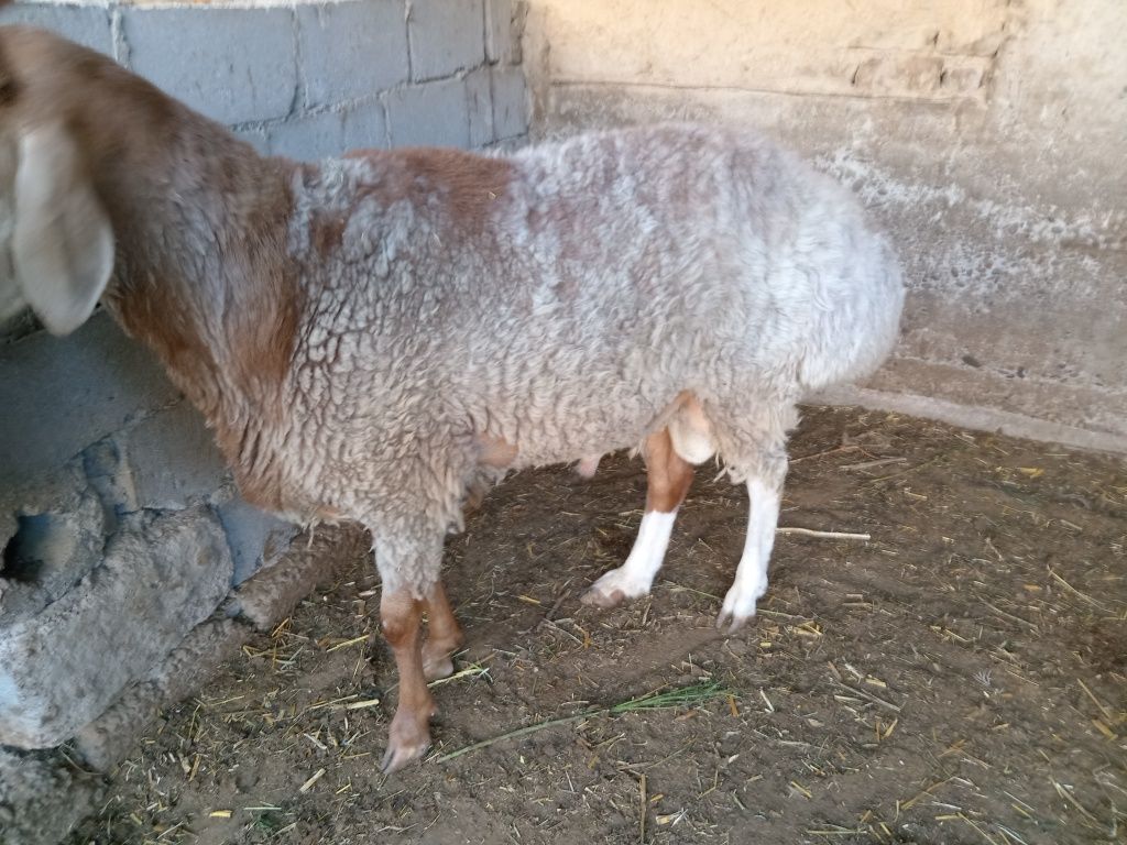 Qo'chqorlar sotiladi