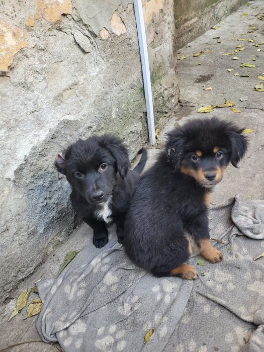 Caini pentru adoptie