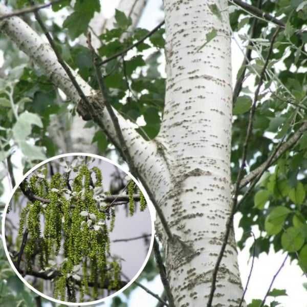 Plop alb (Populus alba)