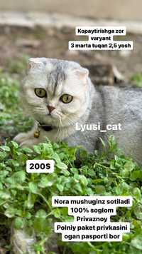 Toza zot scottish fold shinshila sotiladi