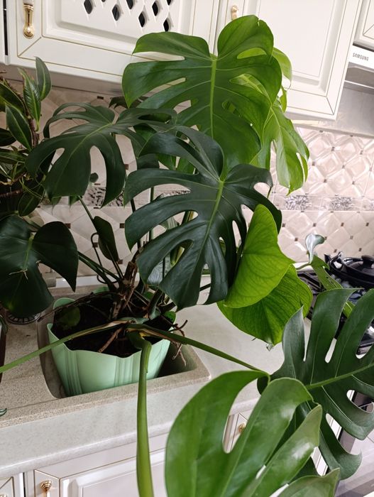 Домашние растения для офиса и дома