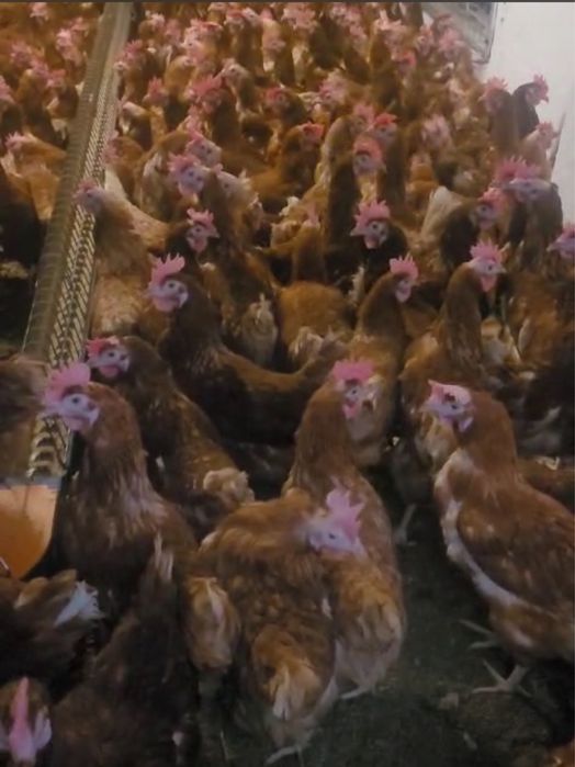 Vindem gaini ouatoare / Gaini de ouat cu livrare gratuita