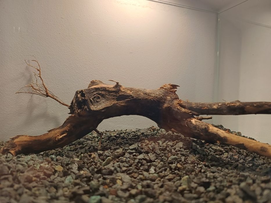 Acvariu aproape nou cu substrat si lemn natural decor